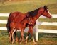 Horse Prints